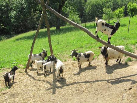 12. pohod Pomlad v prleških goricah Dan odprtih kleti in veselih ljudi, 28.5.2016 88